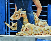 sheep2tn