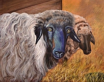 sheep8tn